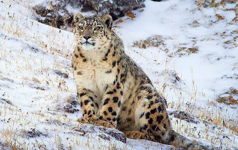 Que Sont Devenus Les Bebes De Dawa La Panthere Des Neiges